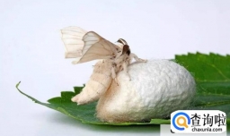 怎么养蚕怎么把他养大