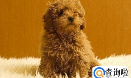 贵宾犬长到几个月定型，怎么让贵宾犬长得快些