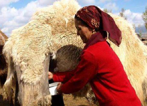 喝驼奶的好处与坏处