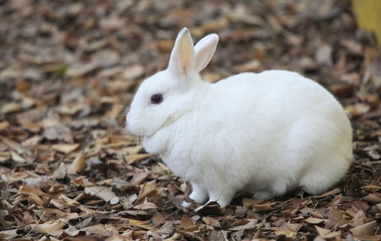 高风玉骨指什么动物