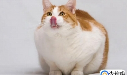 怎么给猫咪增肥