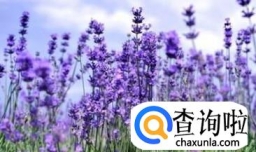 清明节赏花好去处有哪些推荐