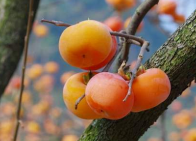 吃柿子有什么好处