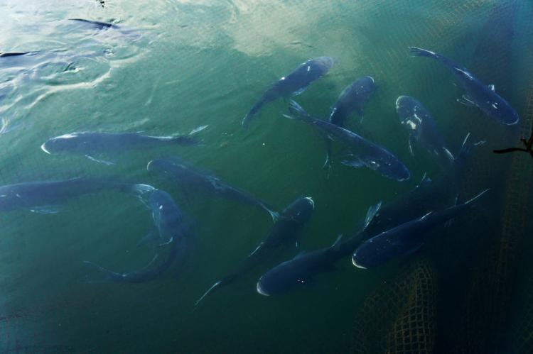 世界十大最凶猛淡水鱼