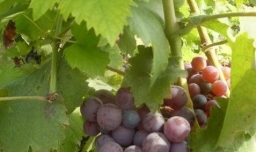 葡萄树结果了叶子发黄怎么办