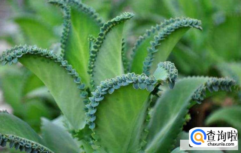 落地生根怎么养