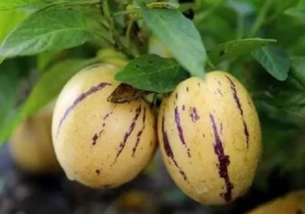 人参果的功效与作用