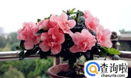 土壤栽培的杜鹃花怎么才能养好？