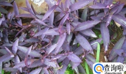 怎样移栽紫鸭跖草