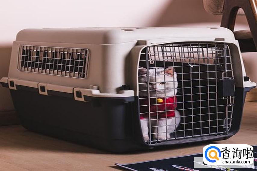 跨国航班怎么托运宠物