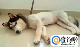 狗狗需不需要剃胎毛（狗狗应该剃胎毛吗）