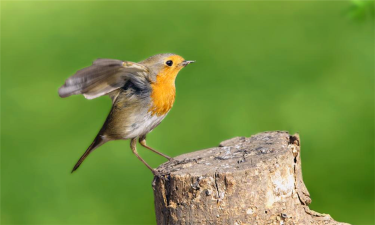 英国的国宝是什么动物