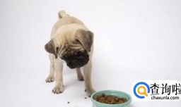 泰迪呕吐拉稀怎么办？泰迪呕吐拉肚子怎么办