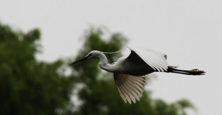 行白鹭上青天全诗作者是谁