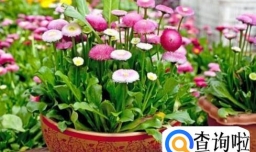 家庭养花如何施肥