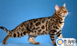 为什么有些猫咪长不胖？猫咪长不胖的原因