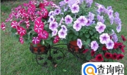 哪些花卉的花期比较长？