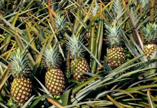 菠萝长在哪里