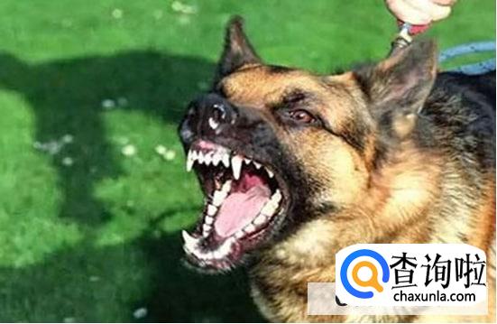 怎么看宠物是否患了狂犬病？