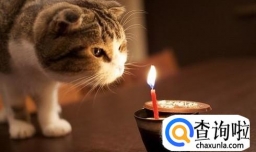 一般宠物猫能活多久？