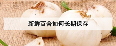 新鲜百合如何长期保存