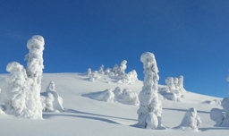 2020年一九从哪天开始？