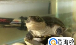 西非侧颈龟怎么养