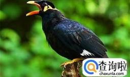 怎样教鹩哥说话