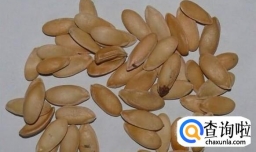 哈密瓜的籽种盆栽教程