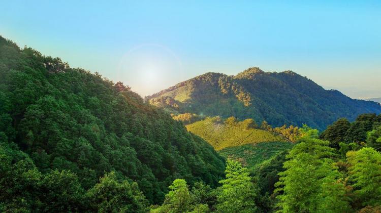 西湖龙井的来历