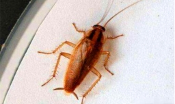 房间有蟑螂怎么办