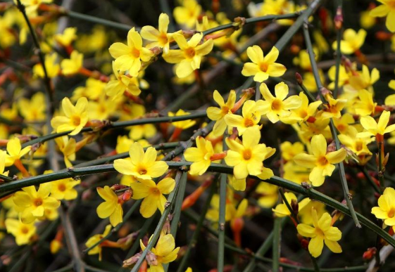 春天的花有哪些?