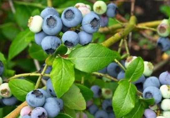 蓝莓的功效与作用