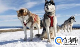 阿拉斯加可以吃什么水果,阿拉斯加不可以吃什么水果