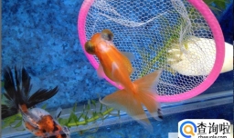 小金鱼怎么分辨公母