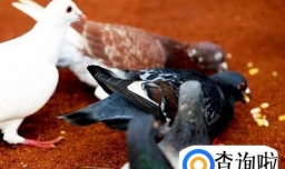 家养的鸽子吃什么？