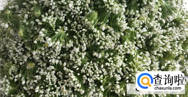 韭菜花酱的做法 自制韭菜花酱br