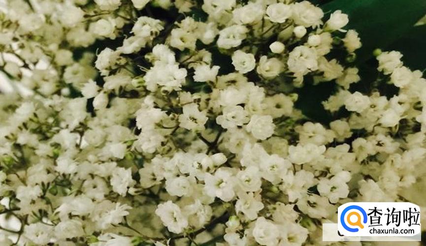 满天星种植的方法和步骤