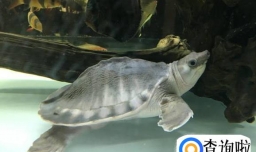 什么龟可以和鱼一起养，鱼龟混养的方法有哪些