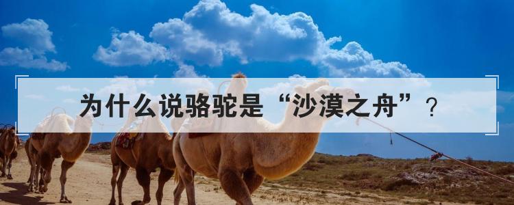 为什么说骆驼是沙漠之舟