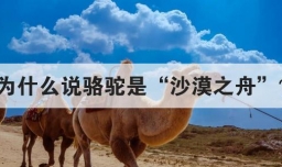 为什么说骆驼是沙漠之舟