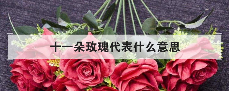 十一朵玫瑰代表什么意思