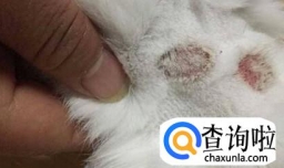 三天治好猫癣的办法