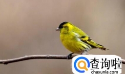 黄雀公鸟挑选技巧