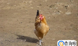 如何用“假设法”解答鸡兔同笼应用题