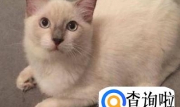 如何养一只可爱听话的猫