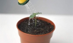 室内如何养好平安树