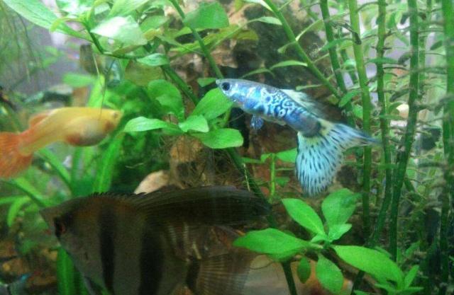 孔雀鱼怎么养