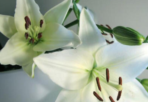 母亲节送花送什么花