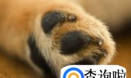 怎么给狗狗剪指甲？